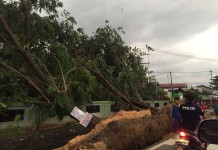 Angin Super Kencang, Pohon pun Bertumbangan