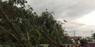 Angin Super Kencang, Pohon pun Bertumbangan