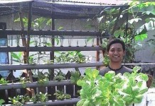 Sayuran Segar Hidroponik yang Bisa Dipetik Sendiri