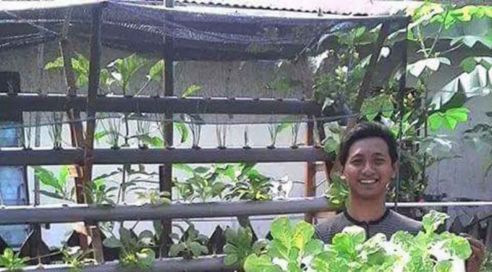 Sayuran Segar Hidroponik yang Bisa Dipetik Sendiri