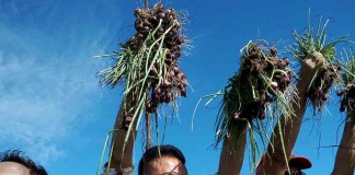 Bawang Merah Sumbang Inflasi 3,4 Persen