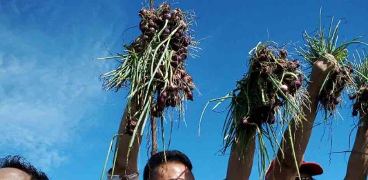 Bawang Merah Sumbang Inflasi 3,4 Persen