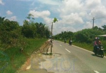 Pohon Pepaya Jadi Rambu Jalan