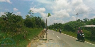 Pohon Pepaya Jadi Rambu Jalan