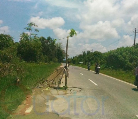 Pohon Pepaya Jadi Rambu Jalan