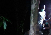 Pejabat Kampus Membusuk di Pohon