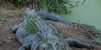 Soal Teror Buaya di Balai Sepuak, BPBD Siap Terjunkan Tim