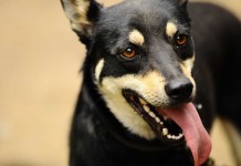 Kalbar Tak Lagi Bebas Rabies