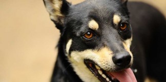 Kalbar Tak Lagi Bebas Rabies