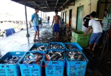 Musim Harga Ikan Murah