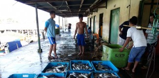 Musim Harga Ikan Murah
