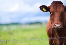 Awas Daging Sapi Mengandung Anthrax