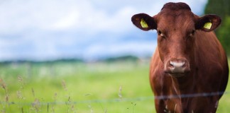 Awas Daging Sapi Mengandung Anthrax