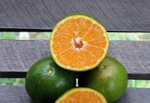 Berupaya Menghidupkan Kembali Jeruk Sambas