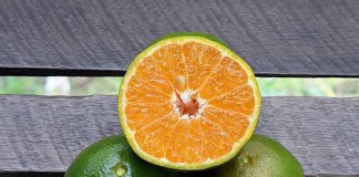 Berupaya Menghidupkan Kembali Jeruk Sambas