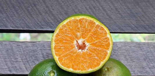 Berupaya Menghidupkan Kembali Jeruk Sambas