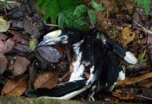 Enggang Borneo Ditemukan Membusuk