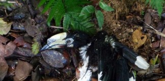 Enggang Borneo Ditemukan Membusuk