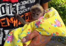 Serahkan Lutung Merah ke BKSDA