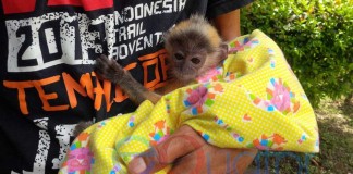 Serahkan Lutung Merah ke BKSDA