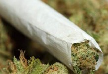 Peternak Ayam Nyambi Jual Ganja