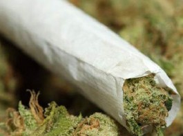 Peternak Ayam Nyambi Jual Ganja