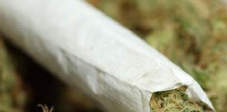 Peternak Ayam Nyambi Jual Ganja