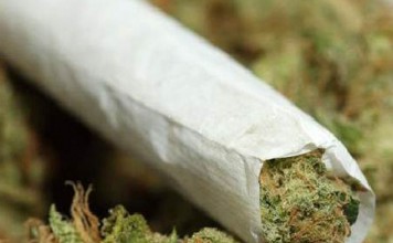 Peternak Ayam Nyambi Jual Ganja