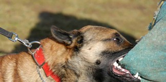 Digigit Anjing, Petani Bakar Diri Hingga Tewas