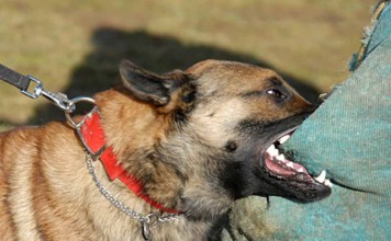 Digigit Anjing, Petani Bakar Diri Hingga Tewas