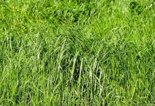 Semak A. Yani II Bergoyang, Gadis 15 Tahun ‘Digoyang’