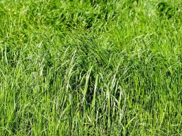 Semak A. Yani II Bergoyang, Gadis 15 Tahun ‘Digoyang’