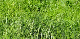 Semak A. Yani II Bergoyang, Gadis 15 Tahun ‘Digoyang’