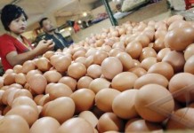 Ayam dan Telur (Masih) Mahal