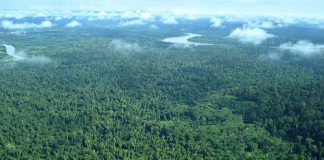 Kerusakan Hutan Kalimantan Diperparah Pembukaan Lahan