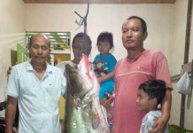 Ikah Tapah 50 Kg Dihargai Rp 1,5 Juta