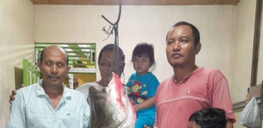 Ikah Tapah 50 Kg Dihargai Rp 1,5 Juta