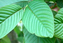Wagub Kalbar Tampik Larangan Peredaran Kratom