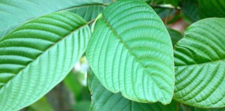 Tanam Kratom (Purik) Bukan Setahun-Dua Tahun, Baru Sekarang Dipersoalkan