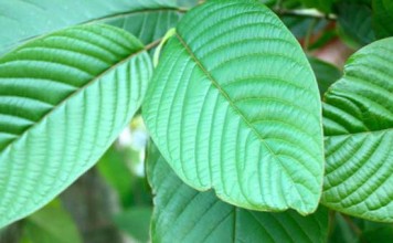 Status Kratom Belum Jelas