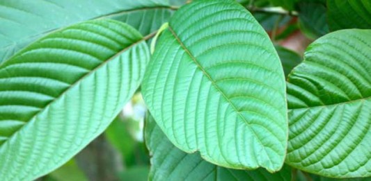 Wagub Kalbar Tampik Larangan Peredaran Kratom