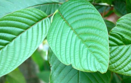 Tanam Kratom (Purik) Bukan Setahun-Dua Tahun, Baru Sekarang Dipersoalkan