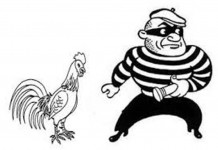 Dikejar Polisi, Ayam Curian Lepas