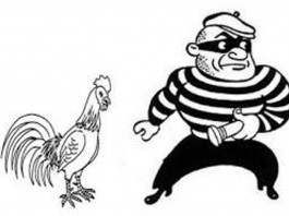 Dikejar Polisi, Ayam Curian Lepas