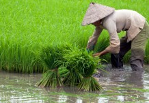 Nilai Tukar Petani Kalbar Turun