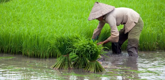 Nilai Tukar Petani Kalbar Turun