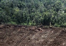Perusahaan di Atas Lahan Gambut Segera Dipanggil