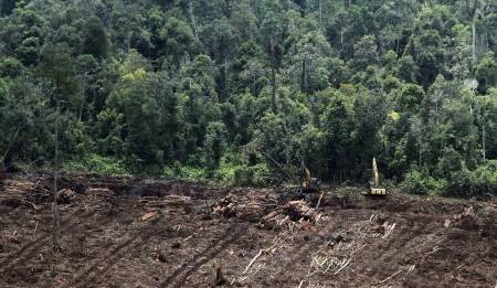 Kerusakan Lahan Gambut Meluas
