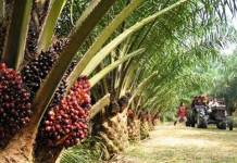 Empat Maling Buah Sawit PT Ledo Lestari Dibekuk