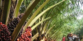 Empat Maling Buah Sawit PT Ledo Lestari Dibekuk